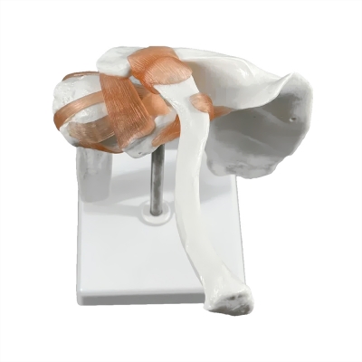 Фото: Анатомическая модель плечевого сустава человека Corpo Articulatio-1 Анатомическая модель плечевого сустава человека Corpo Articulatio-1