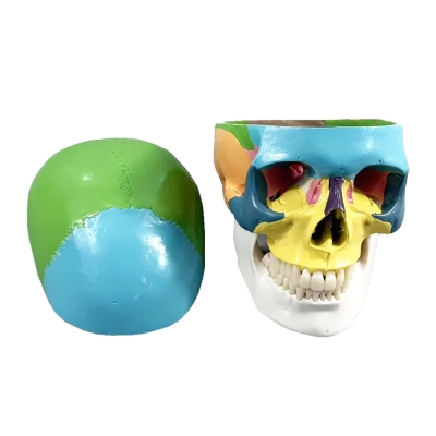 Фото: Цветная разборная модель человеческого черепа Corpo Cranium-1 Цветная разборная модель человеческого черепа Corpo Cranium-1