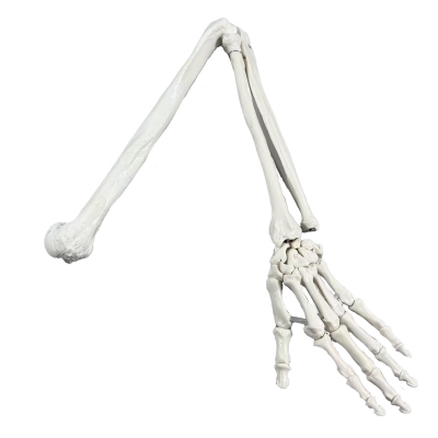 Фото: Сгибаемая анатомическая модель руки человека Corpo Manus-2 Сгибаемая анатомическая модель руки человека Corpo Manus-2